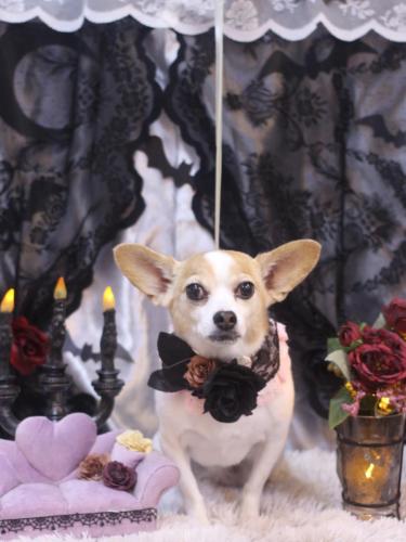 20231028うにちゃん